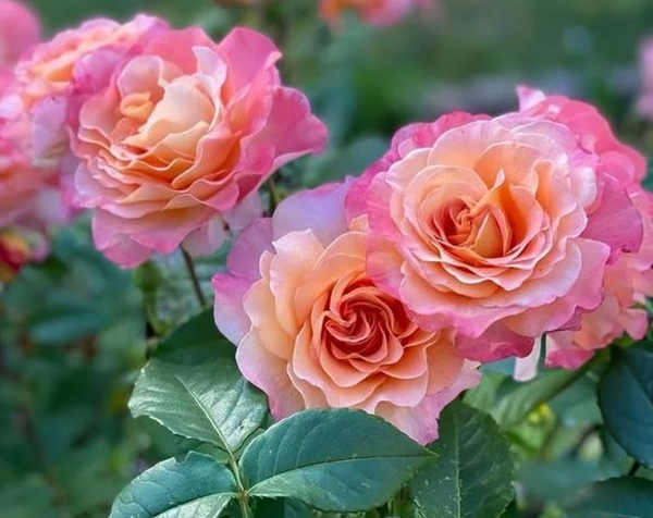 大花树状月季怎么插枝，大花树状月季养殖方法