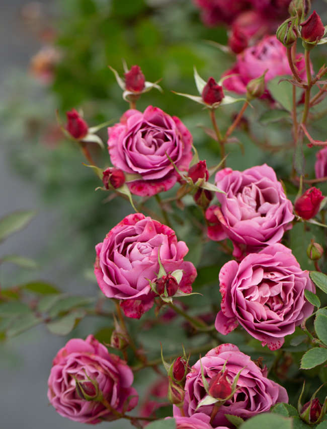 月季花一年开几次花，月季种子种植方法