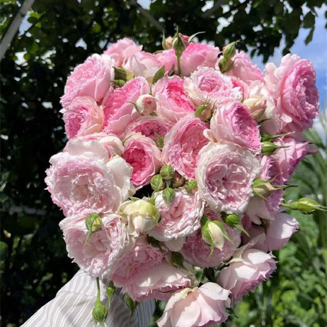 树桩月季花的养殖方法及注意事项