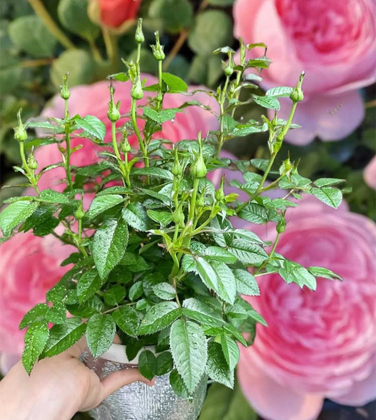 月季花浇水施肥方法技巧，月季花怎么养殖