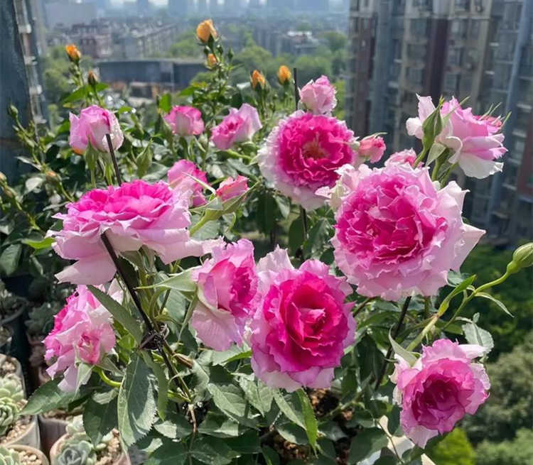 藤本月季花批发价格多少钱一棵，藤本月季怎么爬藤？