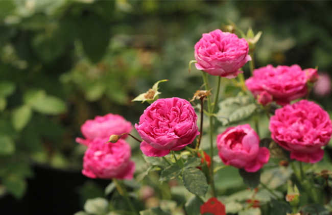 家庭阳台怎么养藤本月季，月季花阳台养殖方法