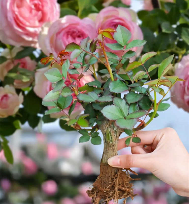 藤本月季冬季修枝剪叶方法