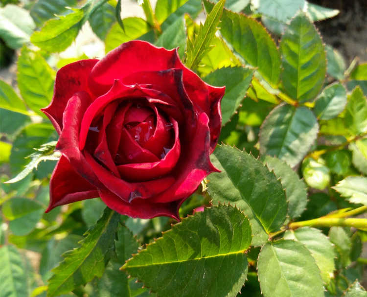 月季花什么时候开花，月季开花时间