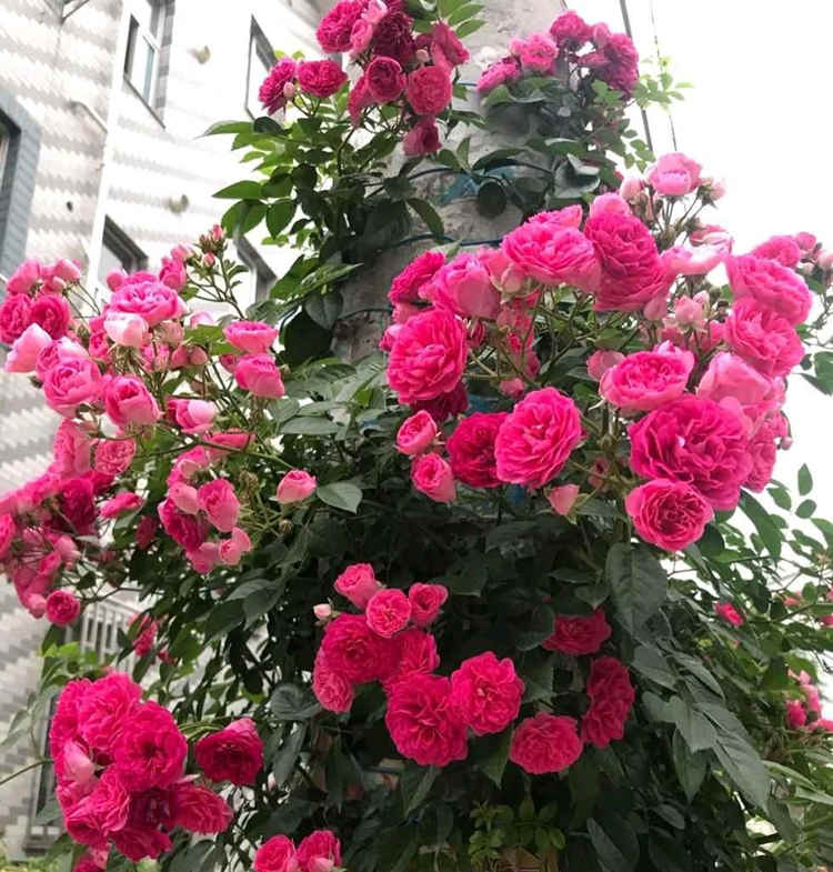 家庭盆栽月季养殖方法，月季花盆栽方法