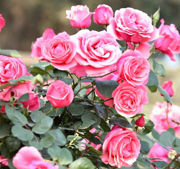 春季月季怎么扦插，月季花春天扦插技巧