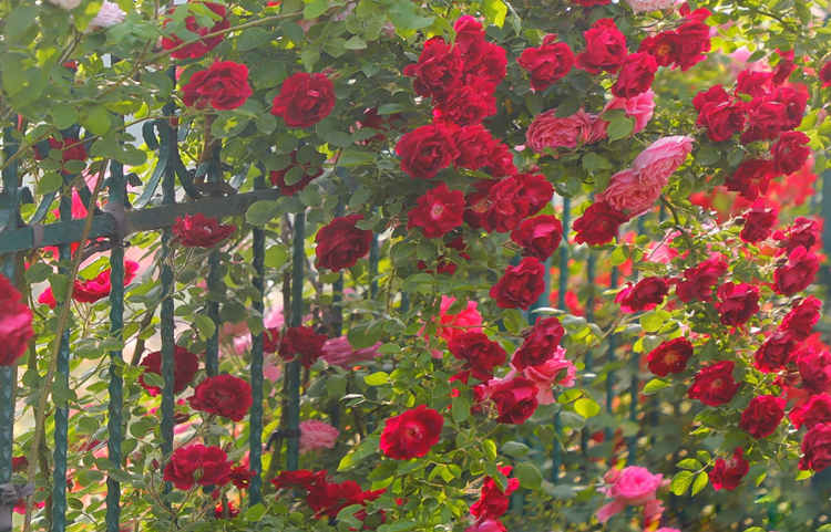 月季花种植施肥方法，月季用什么肥料最佳