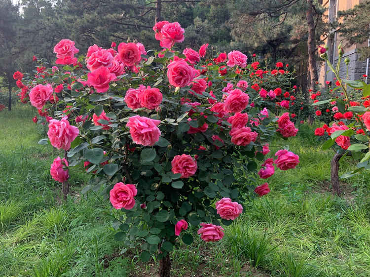 棒棒糖月季怎么延长寿命,棒棒糖月季花养殖方法