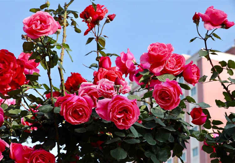 夏天月季修剪注意事项，夏季高温月季怎么修剪枝叶