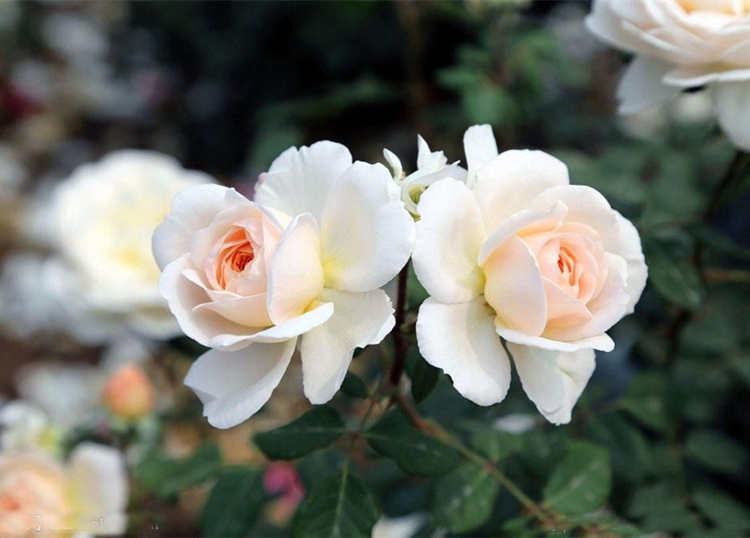 移栽月季服盆期大概需要多久时间，月季花移栽方法