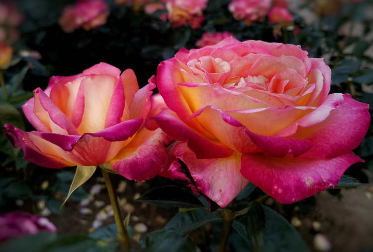 种植月季全用营养土好吗，月季养殖用什么土壤配比