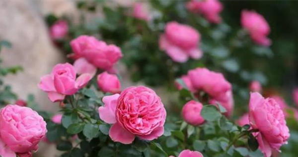 春季月季怎么施肥方法，月季花施肥技巧