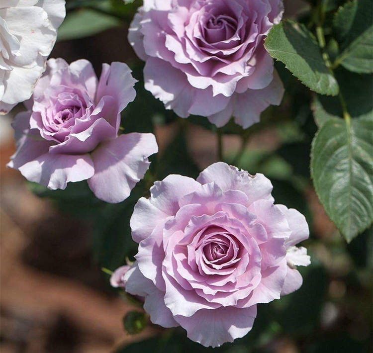 月季老桩种植方法及注意事项，月季花老根怎么种