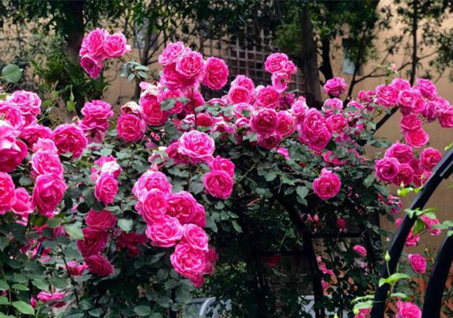 月季花栽在院子什么位置好，家庭院子月季种植哪里好