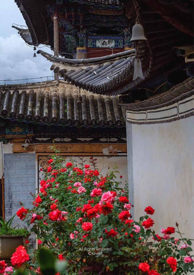 盆栽月季的养殖方法和注意事项，盆栽月季花