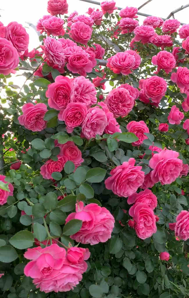 修剪后月季施肥方法，月季花修剪后是什么肥料