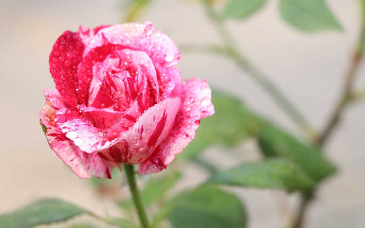 蔷薇嫁接月季的时间， 蔷薇什么时候嫁接月季好