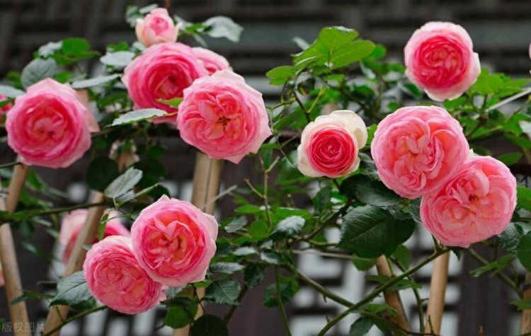 盆栽月季怎么浇水方法，盆栽月季花多久浇一次水