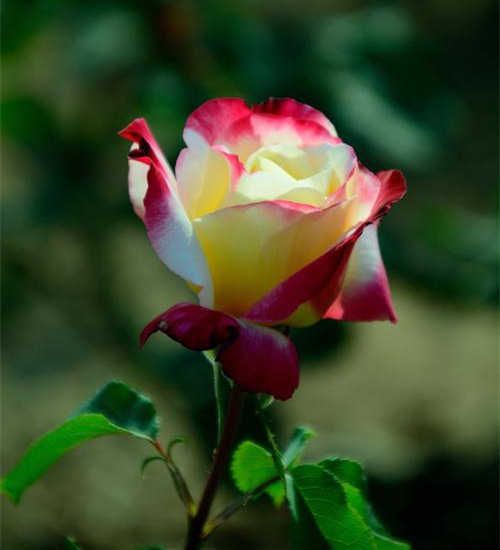 月季枯枝病救活办法，月季花枝叶开始枯萎了怎么办