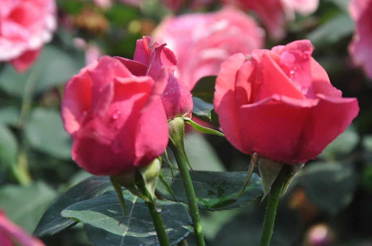 冬季月季花怎么施肥好，冬天月季施肥技巧