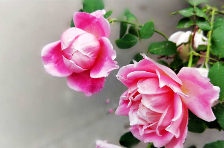 月季花苞垂头是什么原因导致的，月季花苞下垂怎么办