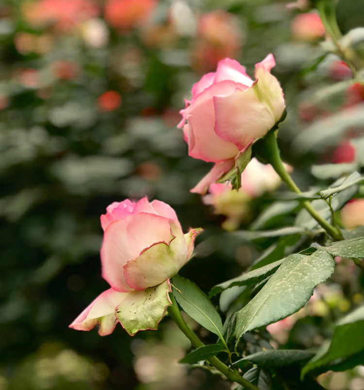 王妃月季花一年能开几次花，王妃月季平时如何养护