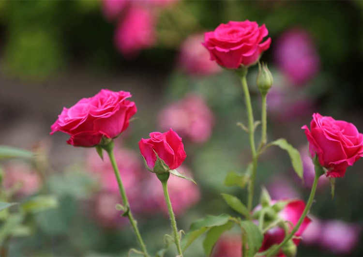 月季可以嫁接到哪些树种上，月季花嫁接方法