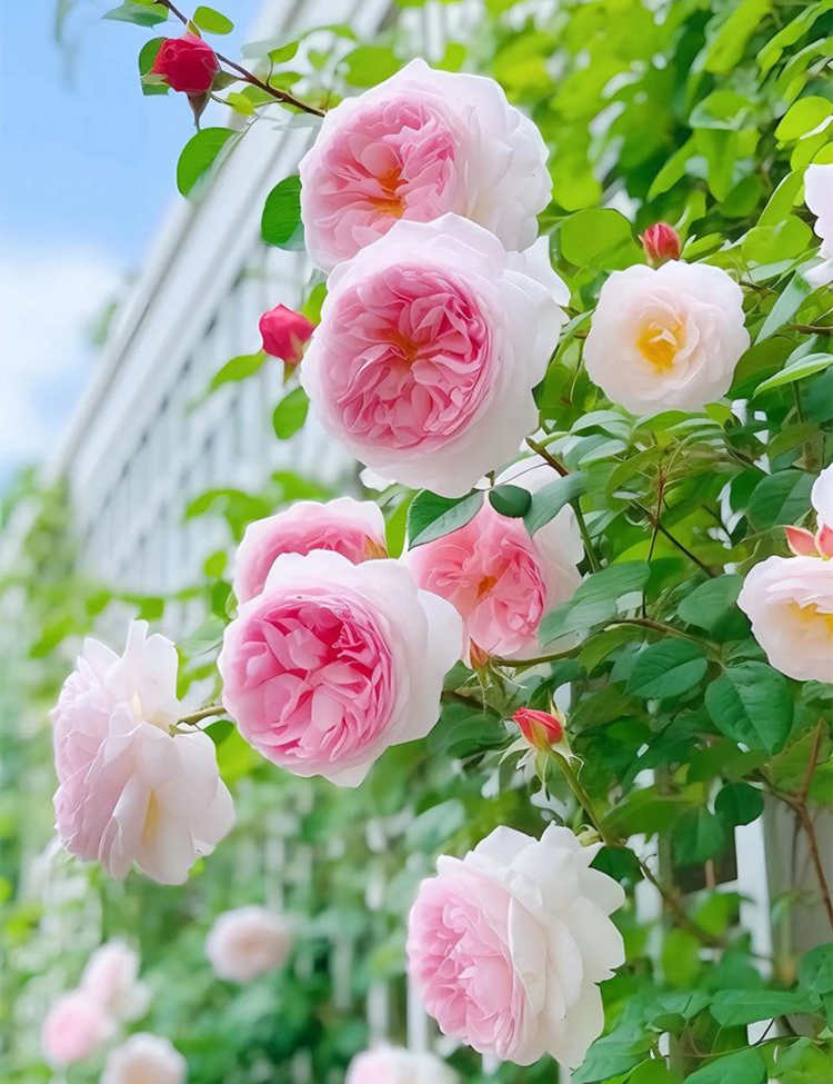 月季花如何开多花，月季种植小技巧