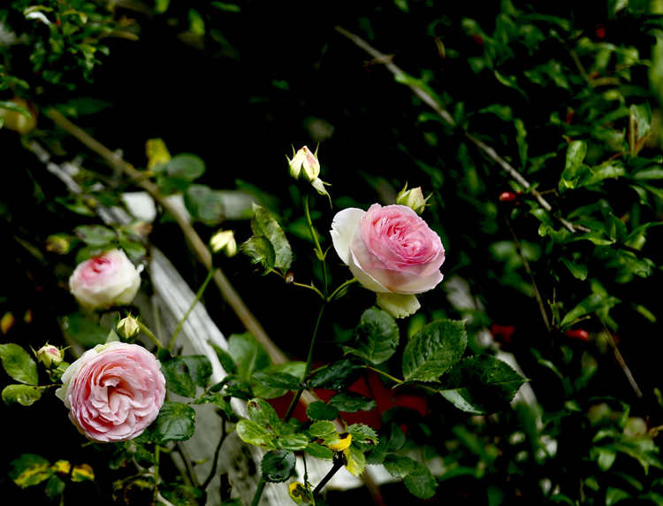 树状月季的冠形培育技术，树状月季花养殖管理方法