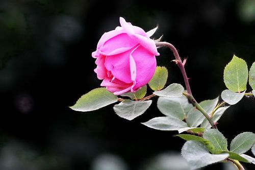 城市绿化怎样种植月季，装饰性藤本月季种植