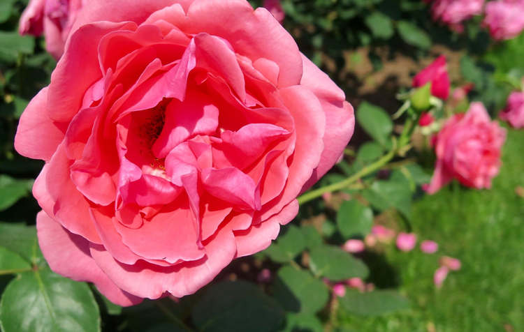 玫瑰花的种植时间及栽培管理,玫瑰花怎么种植方法