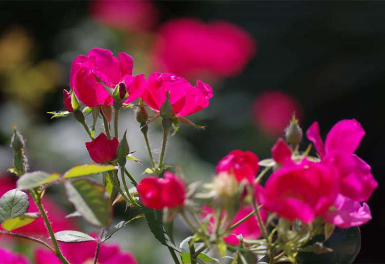 简单的月季繁殖方法扦插法，月季花怎么培育