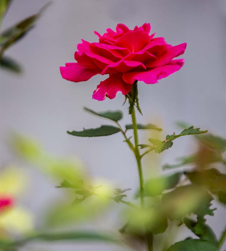 月季扦插注意事项，月季花怎么扦插