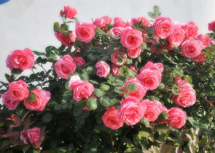 什么微月品种制作棒棒糖月季树好，棒棒糖月季制作方法