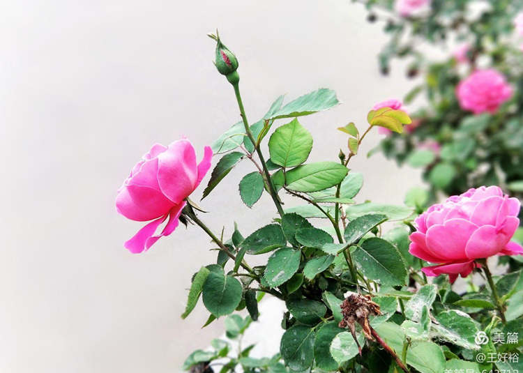 哪些因素会影响树状月季的开花量,树状月季开花受到哪些因素影响