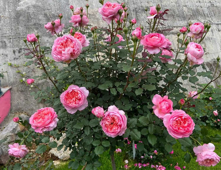 树状月季多少钱一棵？树状月季花价格多少钱