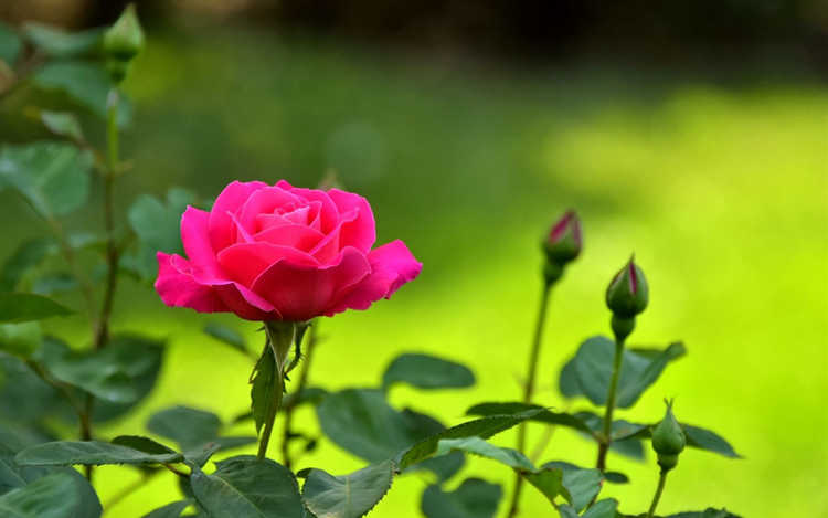 树桩月季培养方法，树桩月季培育土壤选择