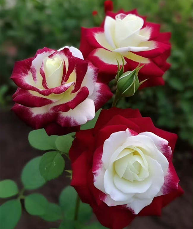 月季花种植遇到大蟋蟀怎么防治