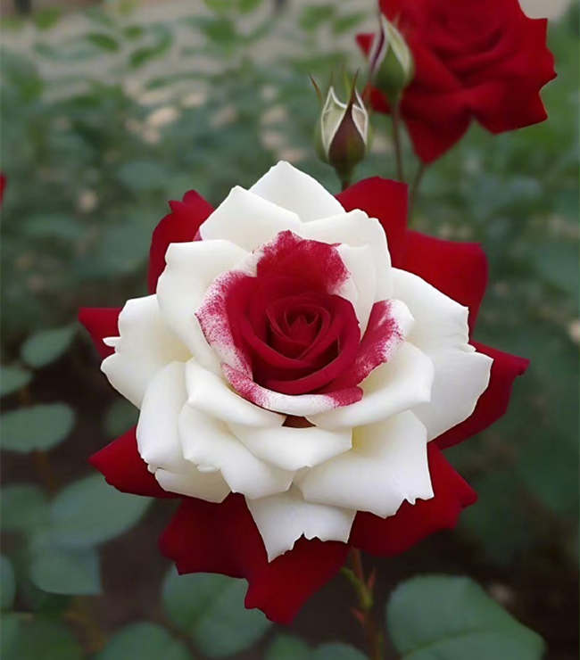 月季怎么养殖才能高产,月季种植管理方法