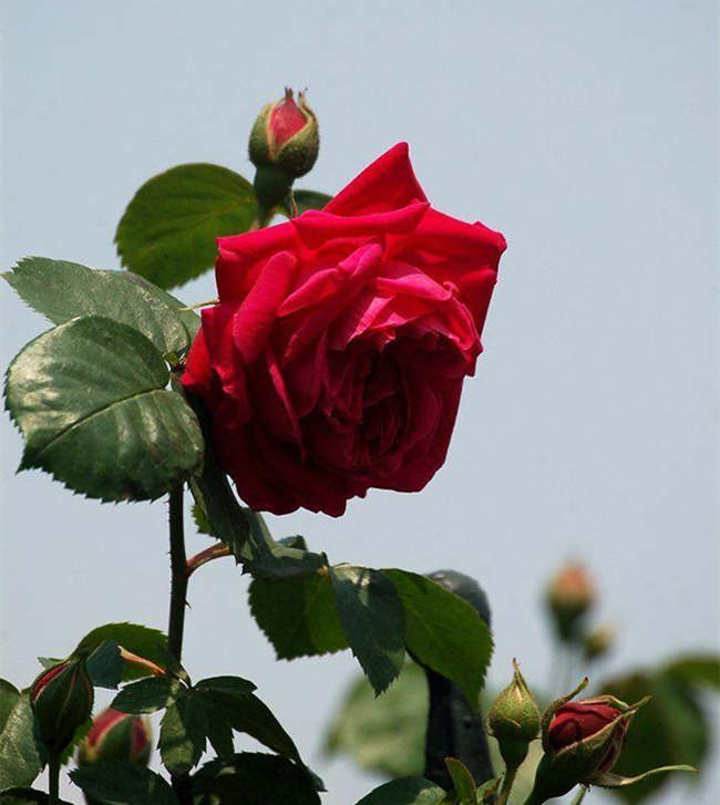 月季花籽种植方法介绍，月季花种子怎样催芽种植？