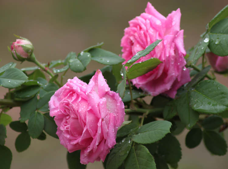冬季月季怎么扦插,种植月季花扦插管理与浇水施肥
