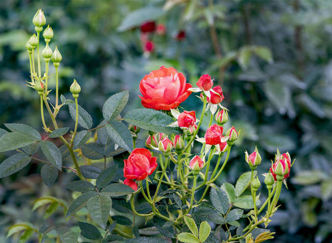 矮桩树状月季的嫁接技术分享，树状月季花嫁接注意事项