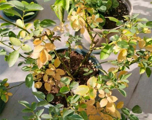 月季枝干从底部开始烂根和黄叶是什么原因？