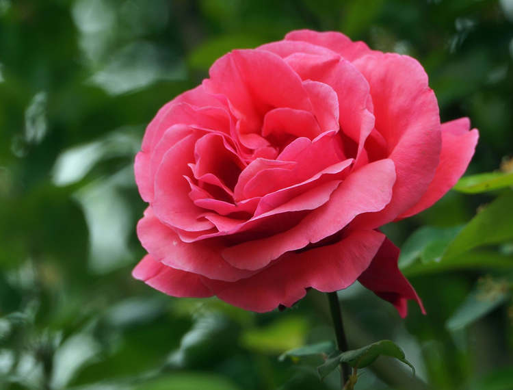 月季只发芽不开花怎么办,月季发芽不开花是什么原因导致的