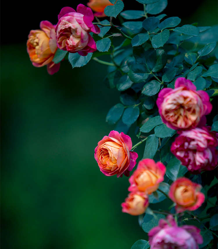 藤本月季怎么爬藤，让藤本月季爬藤爬墙的方法技巧