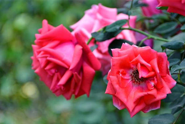 立春后怎么扦插月季，冬天怎么修剪月季