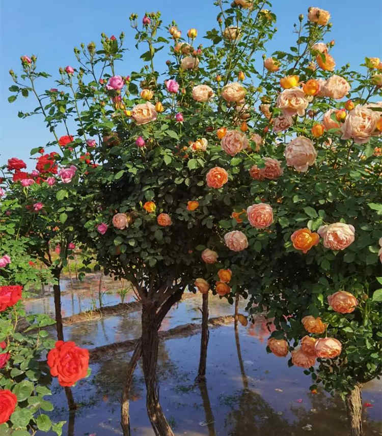 树桩月季用的是什么砧木，月季嫁接的砧木