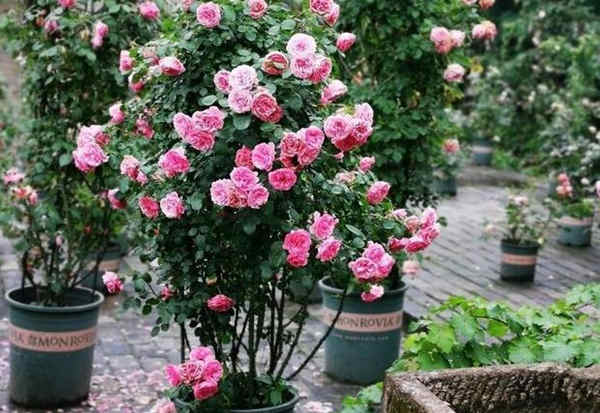 简单易学的盆栽月季花日常养护方法介绍