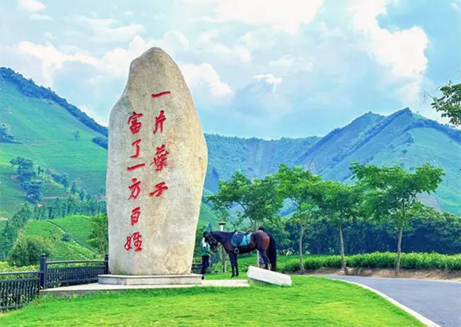 湖州安吉白茶种出3省5县百姓幸福生活路