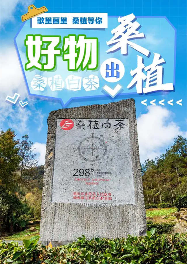 湖南张家界桑植白茶